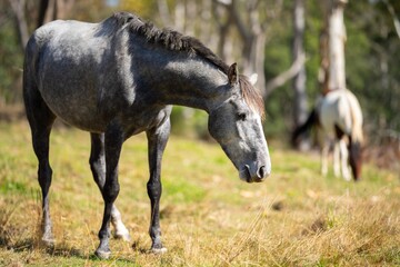 Sustainable Horse Farming in NSW, Australia