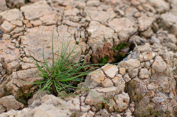 Adaptability and zest for life