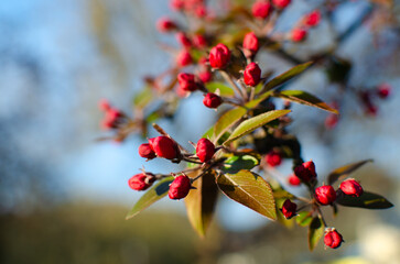 flowering tree