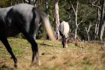 Fototapeta na wymiar black and white horse eating grass