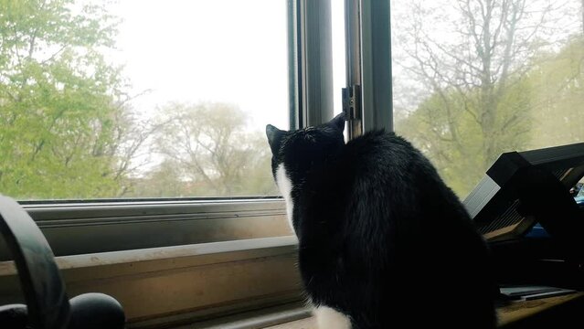 Curious cat sitting on bedroom window sill looking outdoors at birds flying in the garden