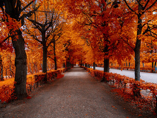 colorful autumn tree alley
