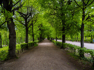 Fototapeta na wymiar green tree alley