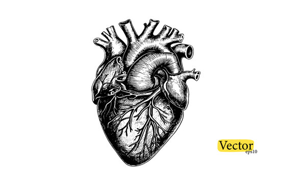 Human  anatomically heart hand drawn line art . Flash tattoo or print design vector.