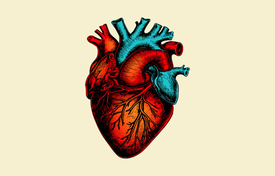 Human  anatomically colorful heart hand drawn line art . Flash tattoo or print design vector.