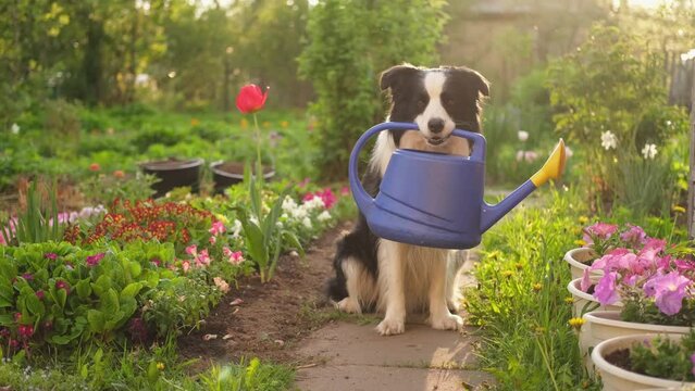 Outdoor portrait of cute dog border collie holding watering can in mouth on garden background. Funny puppy dog as gardener fetching watering can for irrigation. Gardening and agriculture concept