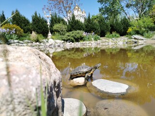 pond and turtle in the park
