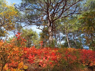Naklejka premium autumn in the mountains