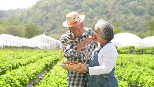 Happy Asian senior couple farmer working on organic strawberry farm and harvest picking strawberries. Farm organic fresh harvested strawberry and Agriculture industry.