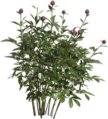 Pfingstrosen Strauch mit kleinen violetten Knospen