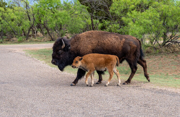 A cow and calf Southern Plain Bison, Caprock Canyons State Park, Texas