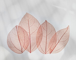 Beautiful red leaves, vein leaf textured foliage, organic design background with natural light...