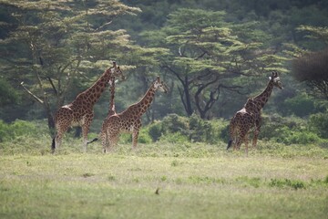 giraffe in the savannah