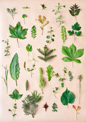Botanical set of leaves, plants and flowers on beige background.