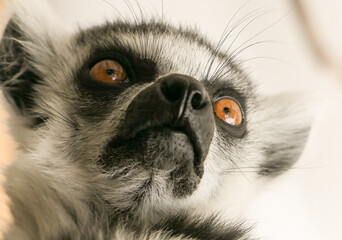 close up of a lemur