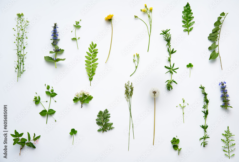 Wall mural botanical set of various leaves, plants and flowers on white background