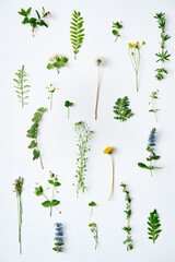 Botanical set of leaves, plants and flowers on white background.