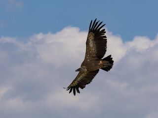 Obraz premium Buitre leonado ibérico
