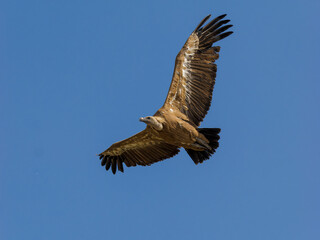 Buitre leonado ibérico