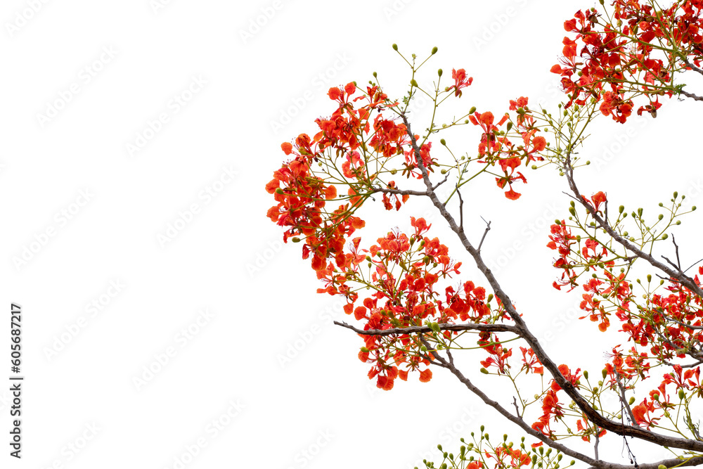 Wall mural red flowers branch isolated on white background