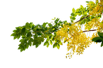 yellow flowers branch with leaves on white background