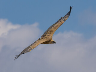 Buitre leonado ibérico