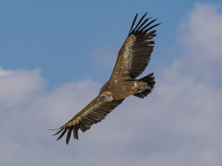 Buitre leonado ibérico