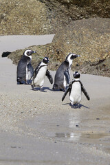Fototapeta premium Group of African Penguins (Spheniscus demersus) at Boulder’s Beach, Cape Town, South Africa