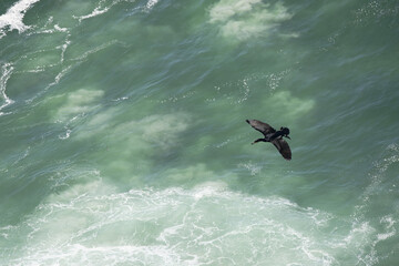 Cape Cormorant (Phalacrocorax capensis) in flight above waves at Cape of Good Hope, Cape Town, South Africa