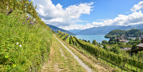 beautiful walkway at Rebberg Spiez, vineyard with view to lake Thunersee, switzerland