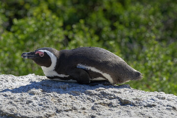 African Penguin (Spheniscus demersus) laying on sand at Boulder’s Beach, Cape Town, South Africa