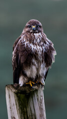 Buteo Buteo, Pardón, aguila ratonera
