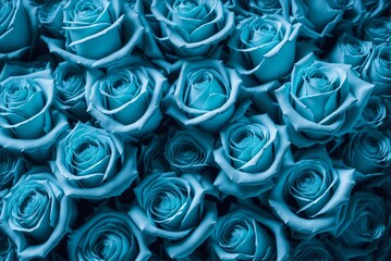 Blue roses background, bouquet of turquoise roses, roses background