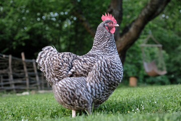 A Dutch Blue hen, local chicken species from Holland