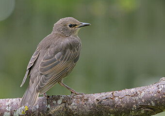 Young Common starling (Sturnus vulgaris) looking calmly while back posing on branch with clean green background 