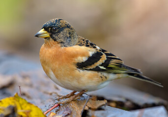 Close shot of Male Brambling (fringilla montifringilla) sitting on barky trunk in autumn migration season