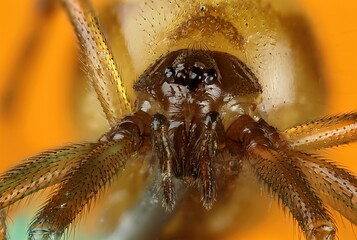 Super detailed macro photography of the head of a spitting spider specimen, Scytodes globula on an...