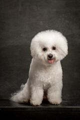 bichon frize on vintage background