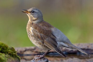Young Fieldfare thrush (turdus pilaris) sings his song on water covered branch at sunset