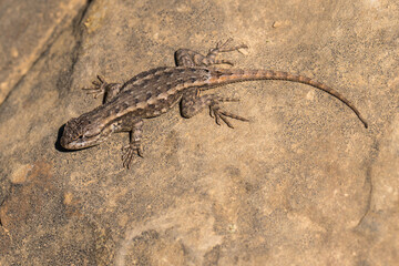 Western Fence Lizard