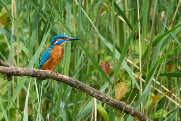 Common Kingfisher Alcedo Atthis beautiful on a branch
