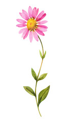 Watercolor chrysanthemum flowers. Pink chrysanthemum flower on a white background