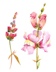 Naklejka na ściany i meble Watercolor flowers snapdragon pink and burgundy on a white background