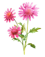 Obraz premium Watercolor chrysanthemum flowers. Bouquet of pink chrysanthemums with leaves on a white background