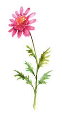 Watercolor chrysanthemum flowers. Dark pink chrysanthemum flower on a white background