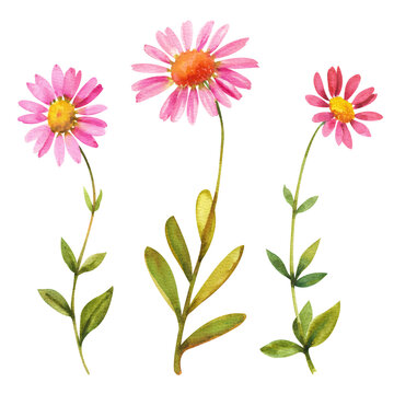 Watercolor chrysanthemum flowers. Three pink chrysanthemum flowers with leaves on a white background