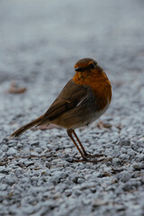 Erithacus rubecula