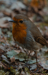 Erithacus rubecula