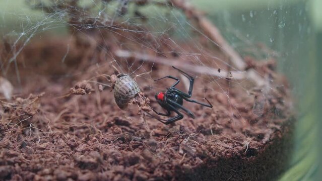 Close-up of black widow spider with prey stuck in web, venomous spider