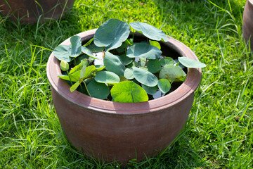 Beautiful water lily. Lotus water plant in a pot